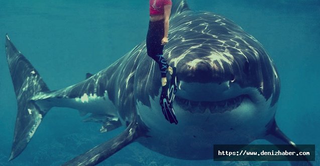 Köpekbalıkları ve insanlar aynı obezite genine sahip