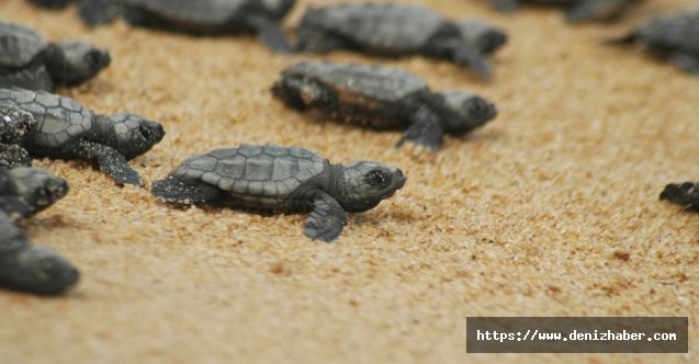 Caretta caretta rekoru kırıldı