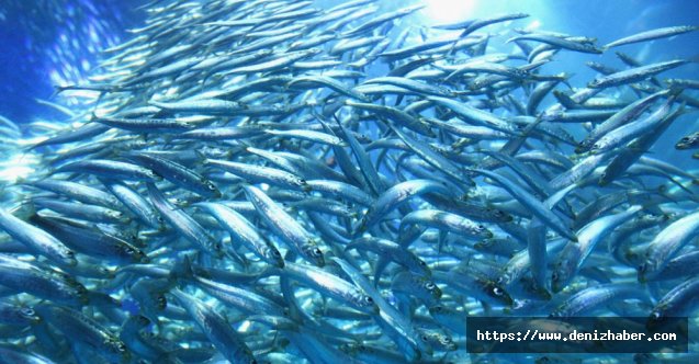 Karadeniz'de hamsi bolluğu balıkçıları sevindirdi