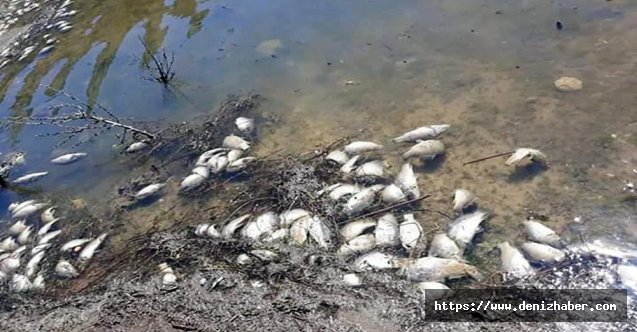 Balık ölümleri devam ediyor