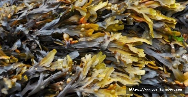 Deniz yosunundan Alzheimer ilacı