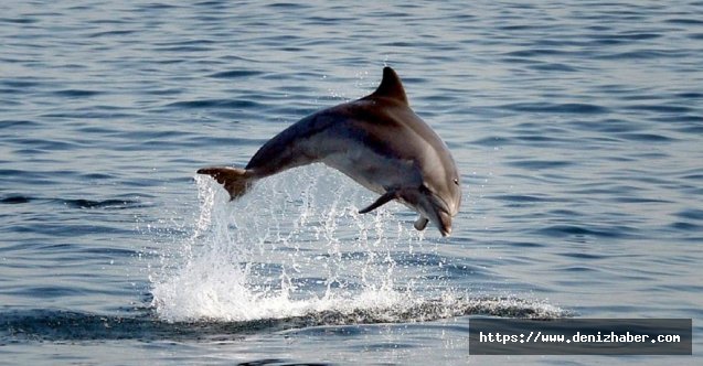 İstanbul Boğazında yunus sürüsü