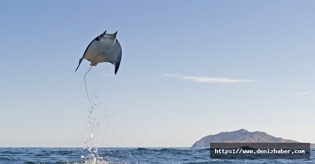 Akdeniz Körfezi'nde yakalanan "şeytan vatozu" şaşırttı