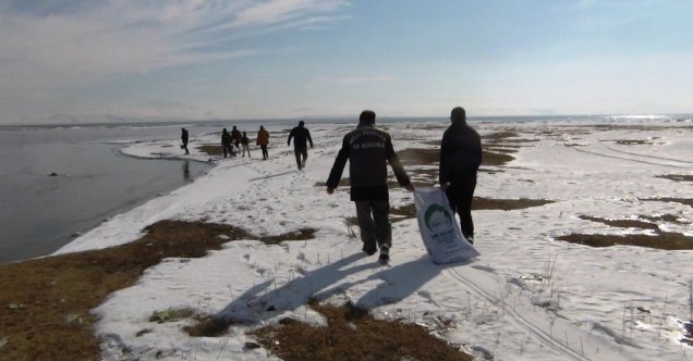 Buz tutan sulak alanlarda yemleme çalışması