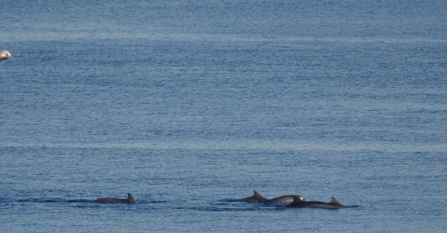Çanakkale Boğazı’nda yunus şovu