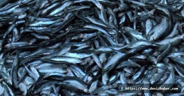 İstanbul Boğazı’nda ve balık halinde şok denetim!53 ton balığa el konuldu