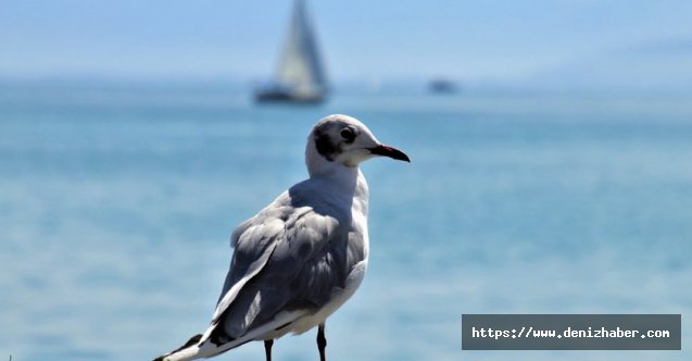 Okyanustaki sıcak su kütlesi bir milyon kuşun ölümüne neden oldu