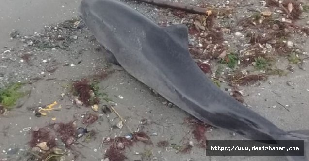 Ölü yunus sahile vurdu!