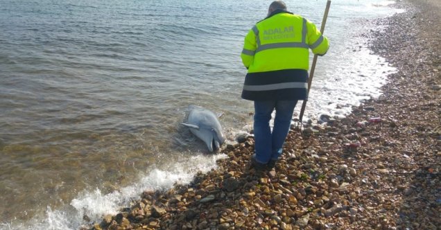 Kuyruğu kesilmiş haldeki ölü yunus sahile vurdu