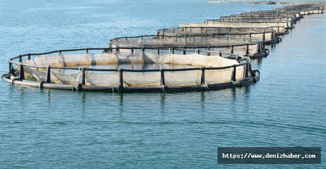 Su ürünleri ihracatının yeni yıldızı: Karadeniz somonu