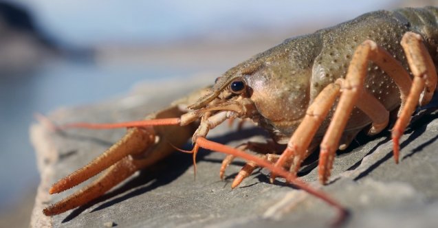 Van Gölü Havzası’nda yabancı tür tehlikesi