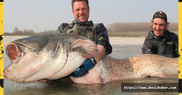 Yeşilırmak’ta tutulan dev yayın balığı ilgi odağı oldu