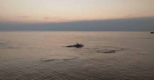 Yunuslar sahilde balık avladı