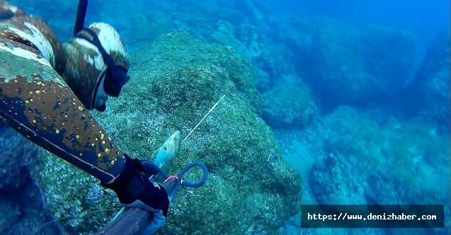 Zıpkınla 1.5 metre uzunluğunda 50 kilogram ağırlığında balık avladı