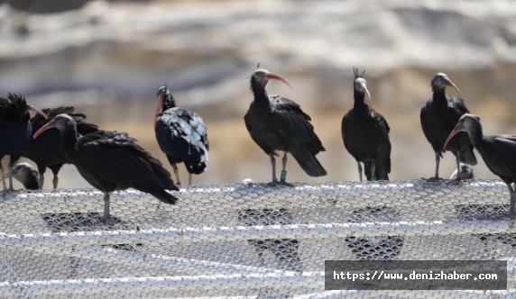 100 bin kişi görmeye geldi