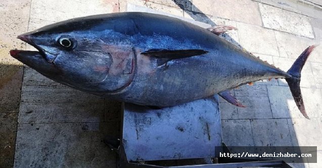 Amatör balıkçılar dev orkinosun peşinde 8 saat boyunca sürüklendi