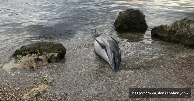 Karaya ölü yunus vurunca ekipler bulaşıcı hastalık alarmı verdi