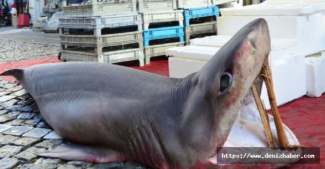 Marmara’da yakalandı: 3 metrelik dev
