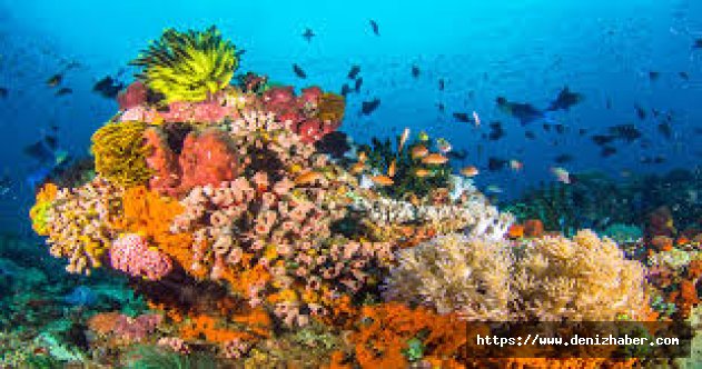 Avustralyalı bilim insanları: Büyük Bariyer Resifi&#039;ndeki mercan ağarması artarak devam ediyor
