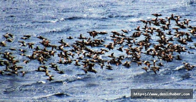 Bodrum’a turistler değil ördekler akın etti