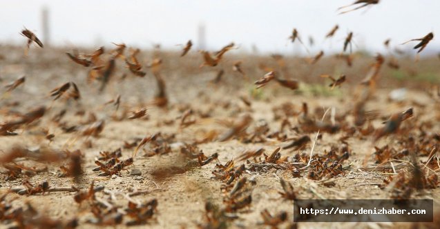 Çöl çekirgelerinin Afrika’yı ikinci kez istila etmesi bekleniyor