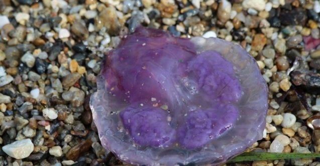 Ölü halde bile zehir saçan Pergelli denizanası Kuşadası Körfezi’nde ortaya çıktı