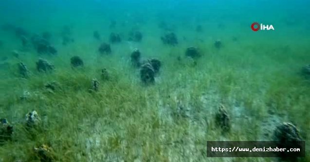 Rekortmen dalgıç Turan: &quot;Denizin altı midye mezarlığına döndü&quot;