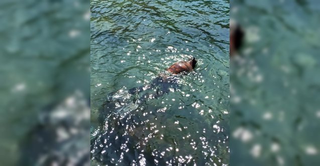 Soğuk hava ve koronaya aldırış etmeden denize girdi