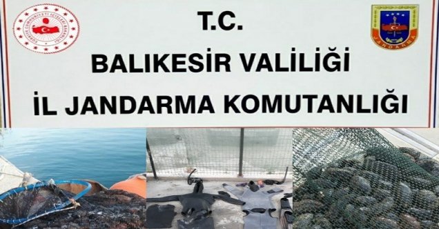 Jandarmadan kaçak deniz patlıcanı operasyonu!