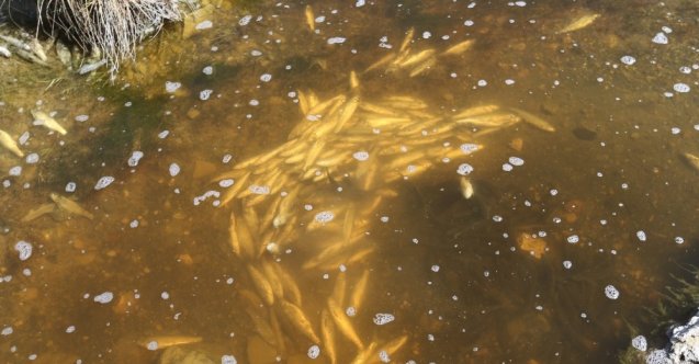 Van’daki balıkların yüksek su sıcaklığından öldüğü tespit edildi