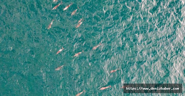 Yunus sürüsü İstanbul Boğazı&#039;na akın etti