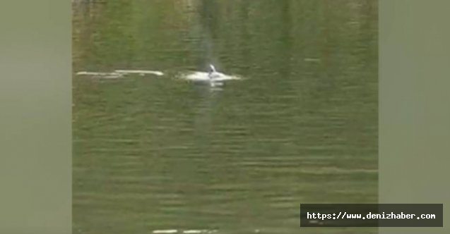 Yunuslar bu kez Bartın Irmağında görüntülendi