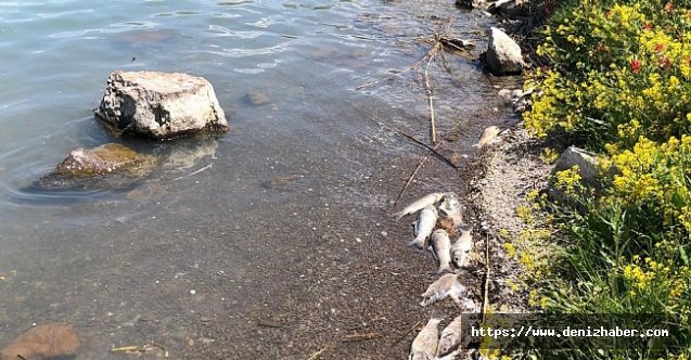 Depremin ardından kıyıya vuran yüzlerce sazan balığı vatandaşları korkuttu!
