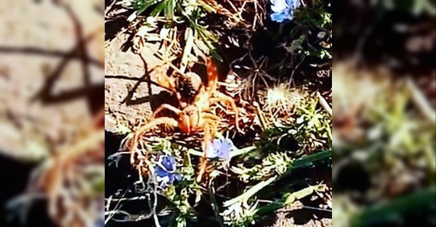 Diyarbakır’da dev örümcek paniğe neden oldu