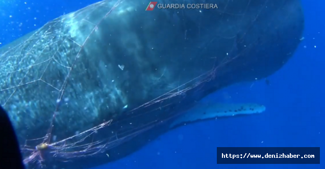 İtalyan Sahil Güvenlik Balıkçı Ağına Takılmış Balinayı Böyle Kurtardı! VİDEO