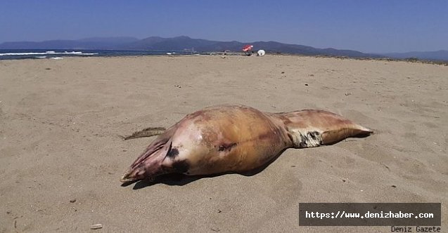 Pamucak sahiline yunus ölüsü vurdu!
