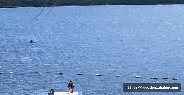 Bodrum'da yunuslardan görsel şölen!