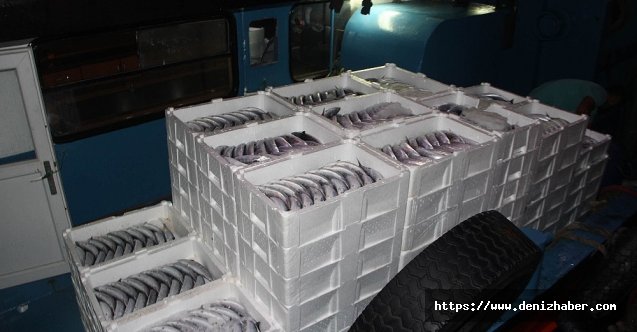 İnebolu Limanı'nda palamut bereketi!