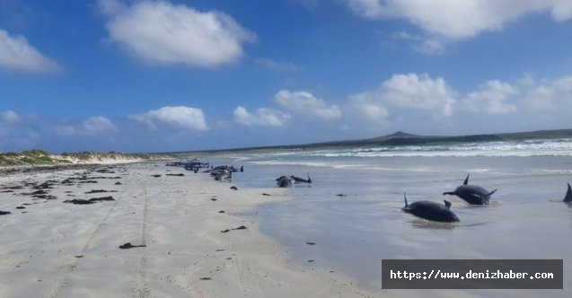 Yeni Zelanda'da 120'den fazla balina ve yunus karaya vurdu! (Video)