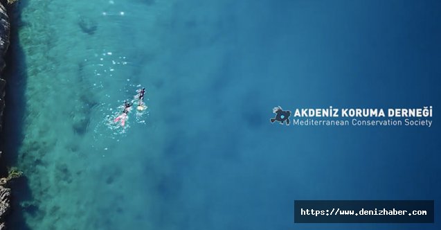 Akdeniz Foku&#039;nun nesli tehlike altında!