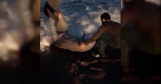 Fırtınada karaya vuran yunusu vatandaşlar kurtardı