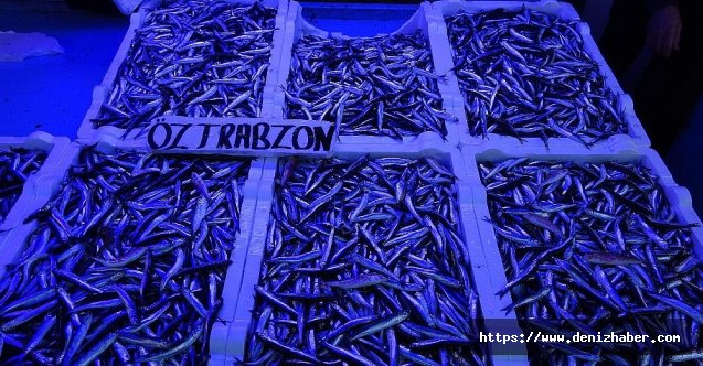 Prof. Dr. Dinçer: "Hamsi avında ilk veriler endişelendiriyor"