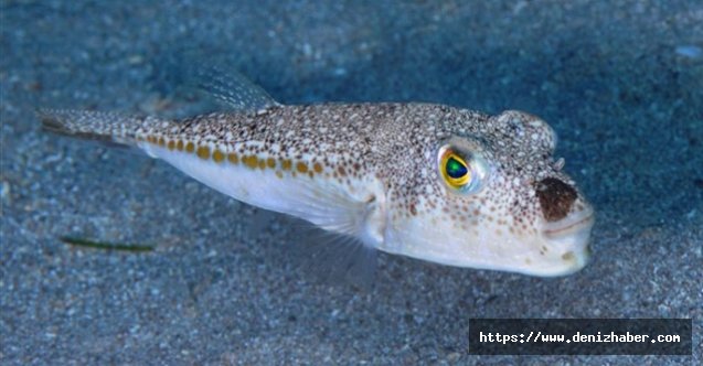 Balon balığı yiyen ikinci kaptan hayatını kaybetti!