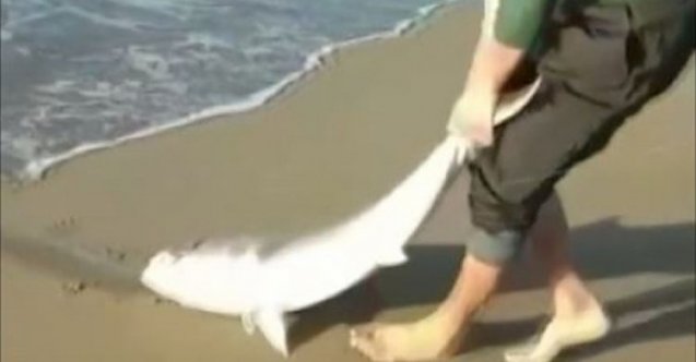 Oltası kopmasın diye 7 kiloluk balığı sürüyerek getirdi!