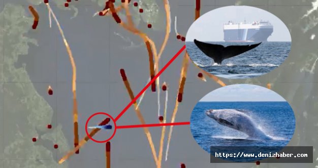 Takip cihazı takılan mavi balinanın gemilerden kaçışı böyle görüntülendi! (Video)