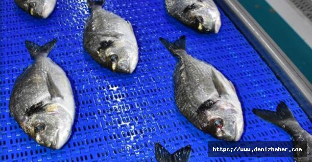 Avrupa&#039;da Türk balığına talep  yüzde 50 arttı..