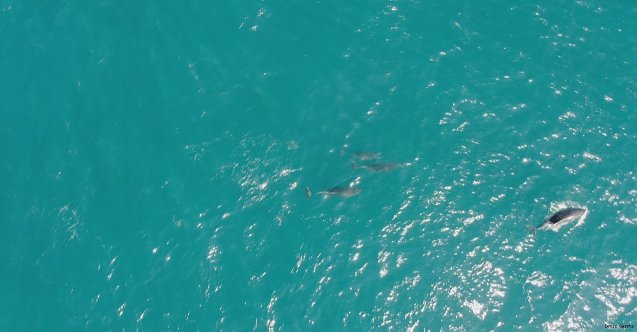 Yunus balığından İstanbul Boğazı'nda görsel şölen! (Video)