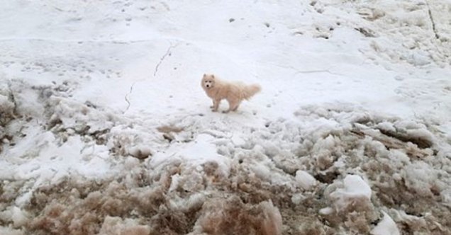 Kuzey Kutbu’nda kaybolan köpeği, Rus buzkıran gemisi buldu