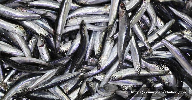 Bazı balıkların dökme avcılığı yasaklandı