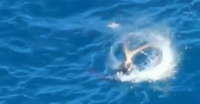 Akdeniz fokunun ahtapot avı turitleri şaşırttı!